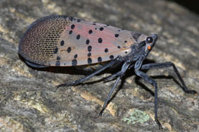 Spotted Lanternfly in the Wild